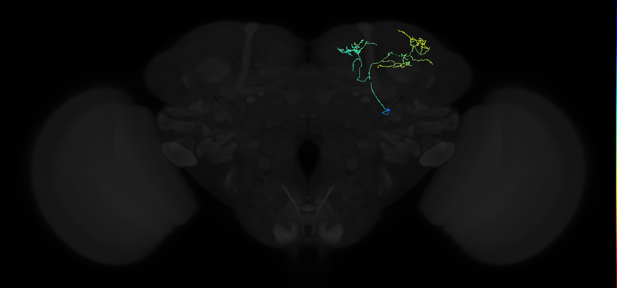 adult superior medial protocerebrum neuron 173