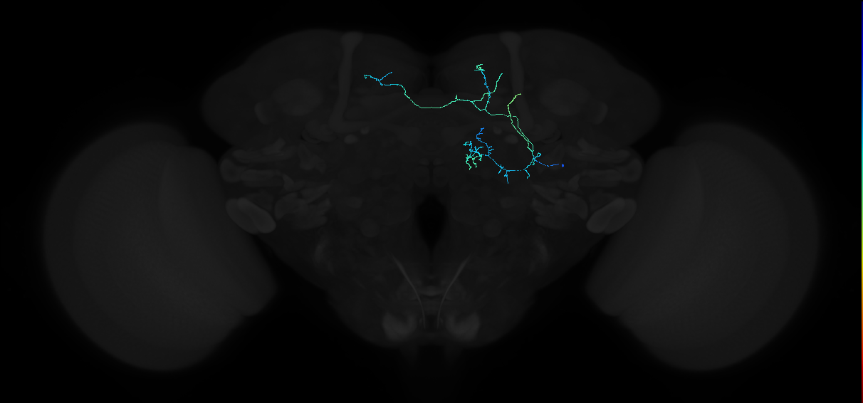 adult superior medial protocerebrum neuron 174