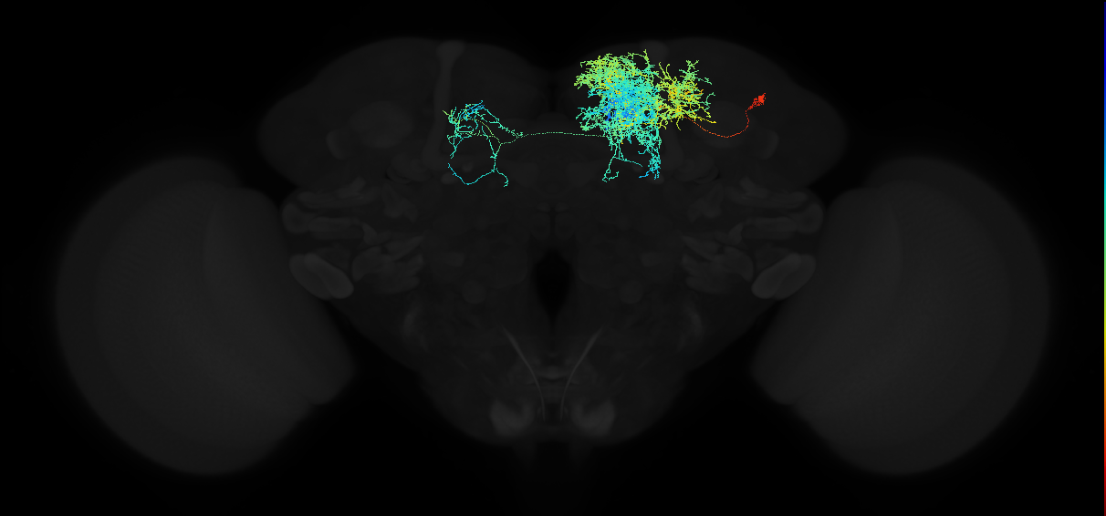 adult superior medial protocerebrum neuron 177