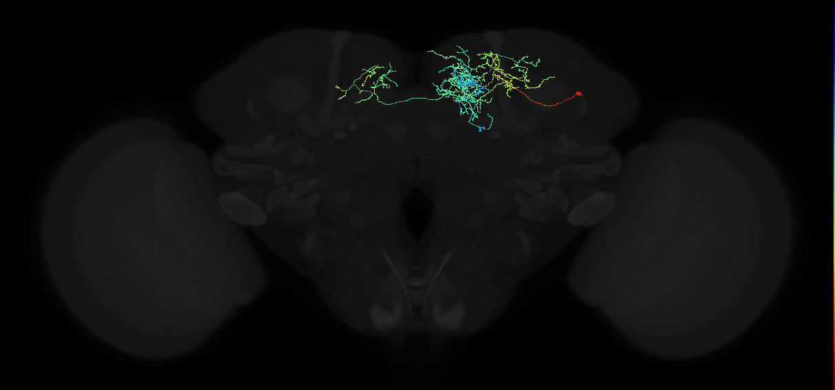 adult superior medial protocerebrum neuron 180