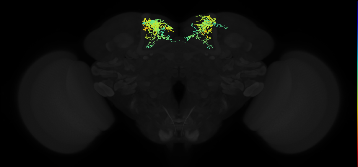 adult superior medial protocerebrum neuron 181