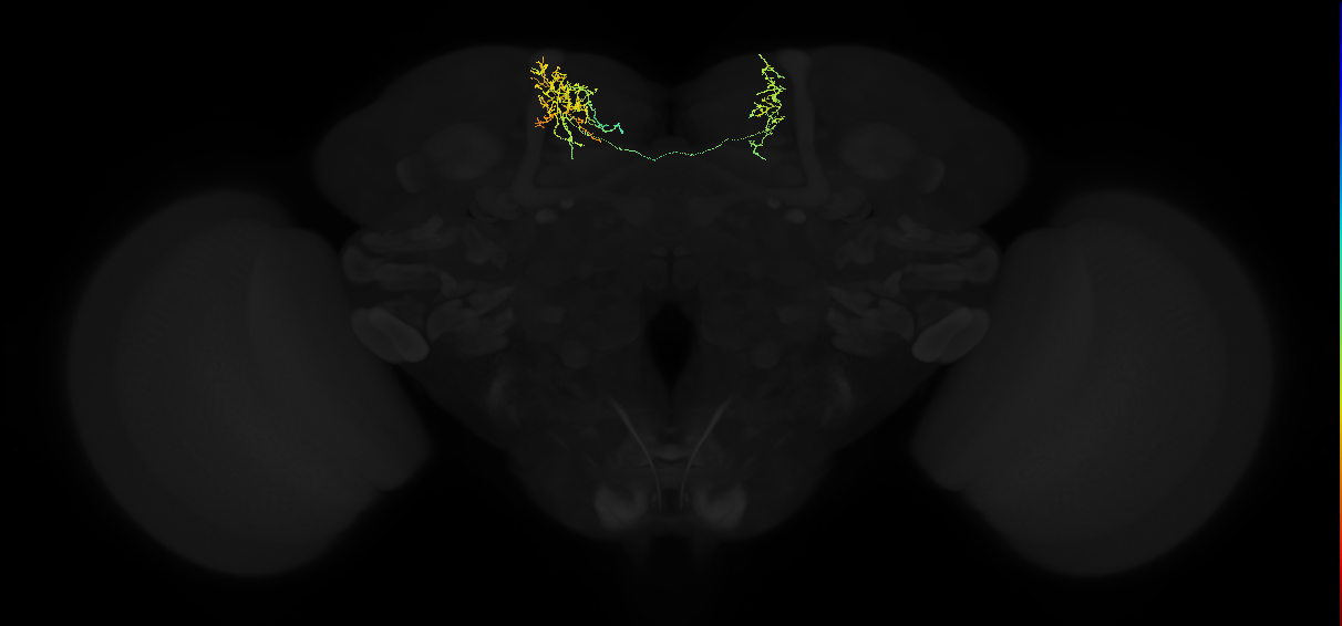 adult superior medial protocerebrum neuron 186