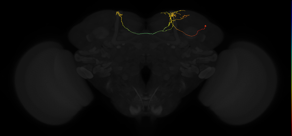 adult superior medial protocerebrum neuron 187