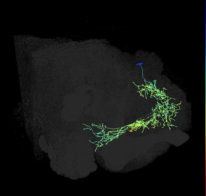 adult superior medial protocerebrum neuron 188