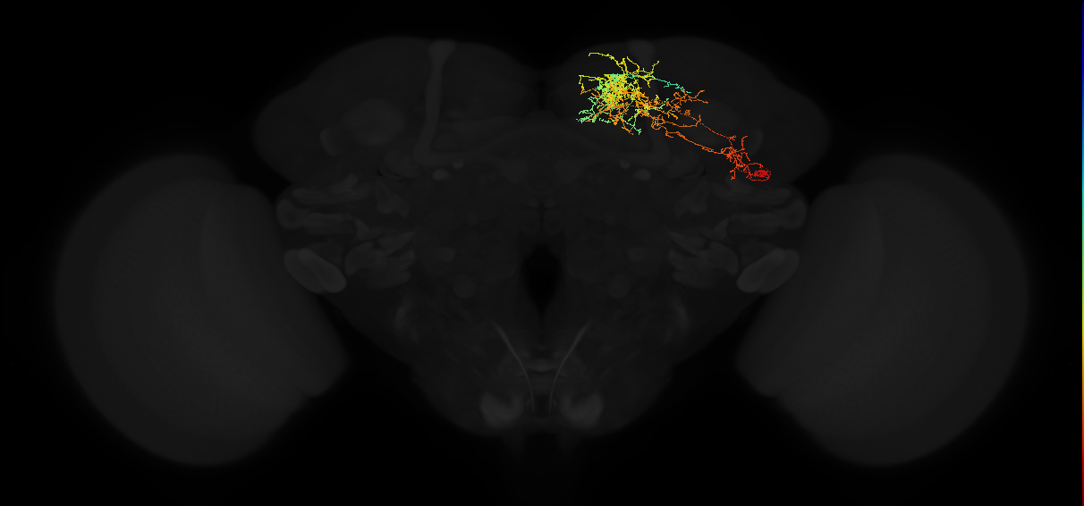 adult superior medial protocerebrum neuron 189