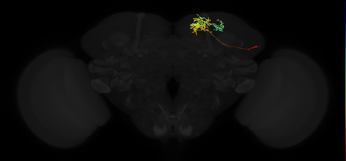 adult superior medial protocerebrum neuron 191