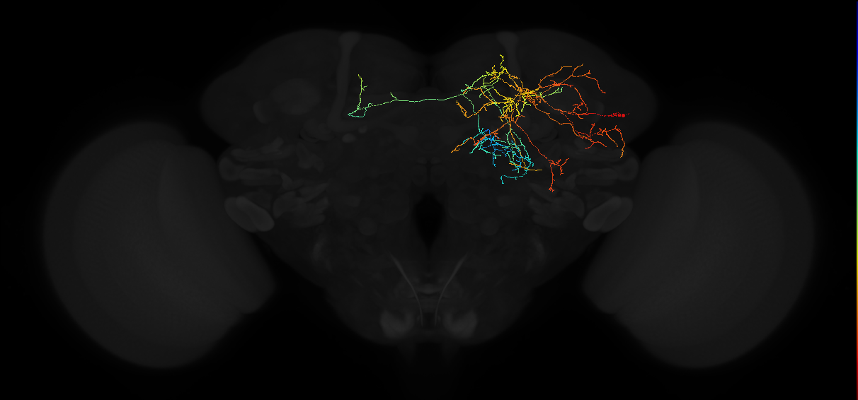 adult superior medial protocerebrum neuron 192