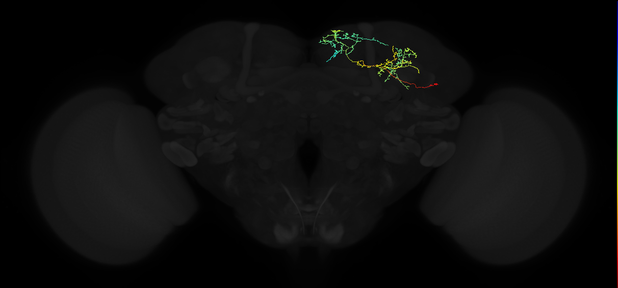 adult superior medial protocerebrum neuron 193