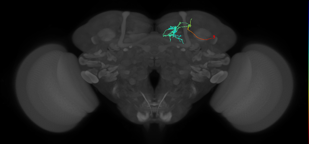 SMP197_R (FlyEM-HB:610611010)