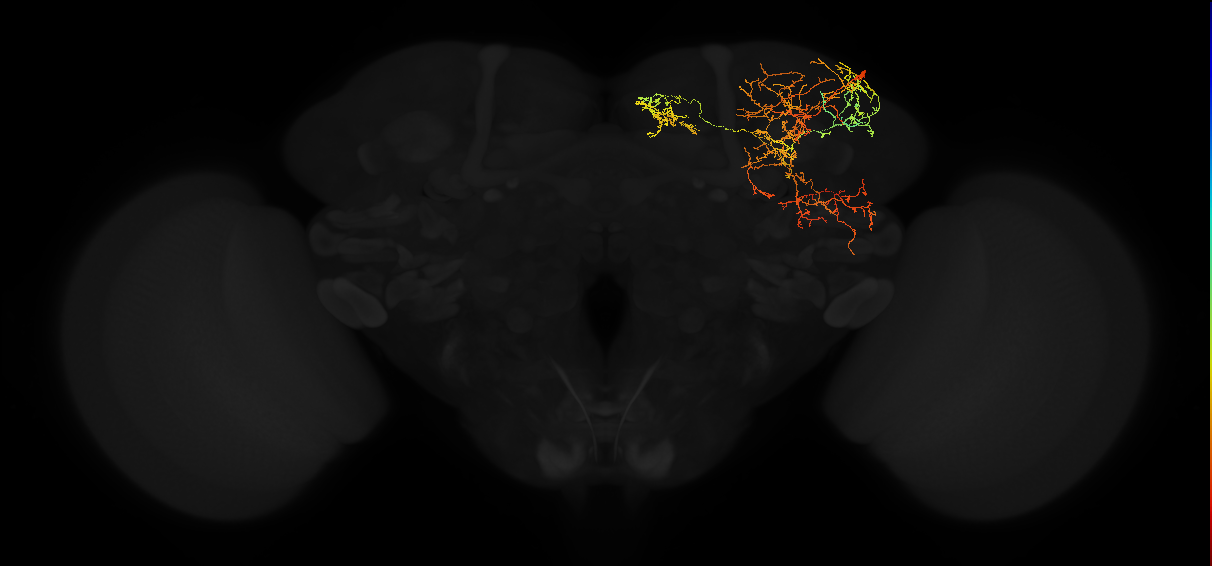 adult superior medial protocerebrum neuron 201