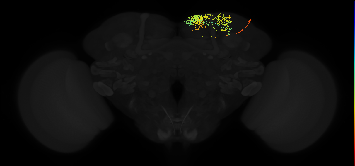adult superior medial protocerebrum neuron 203