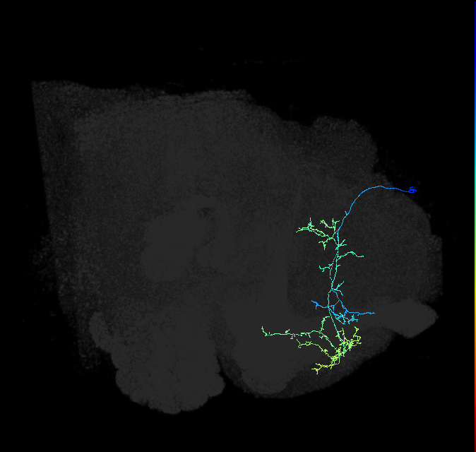 adult superior medial protocerebrum neuron 208
