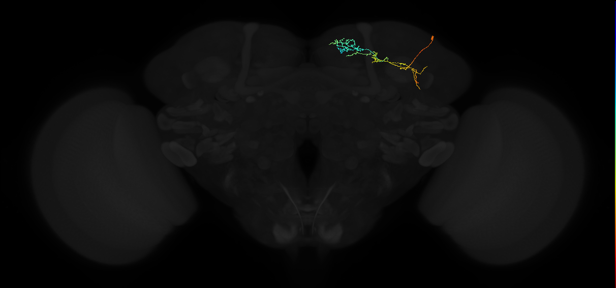 adult superior medial protocerebrum neuron 210