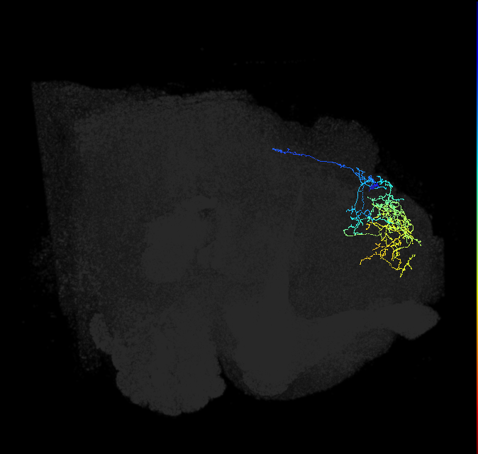 SMP219_R (FlyEM-HB:420027427)