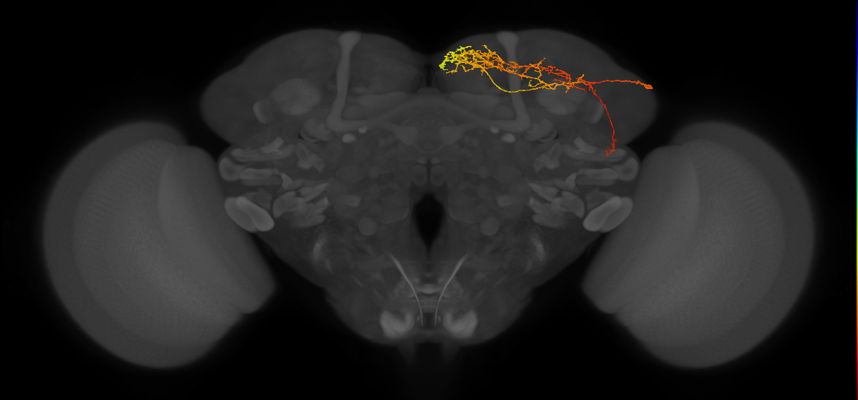 SMP219_R (FlyEM-HB:420027427)