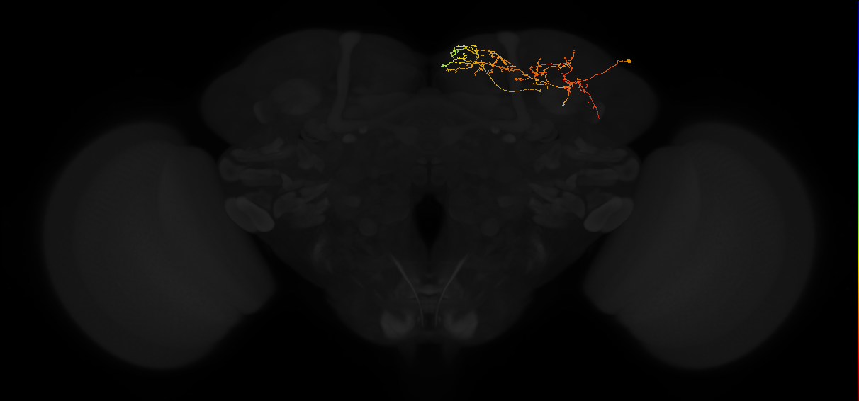 adult superior medial protocerebrum neuron 219