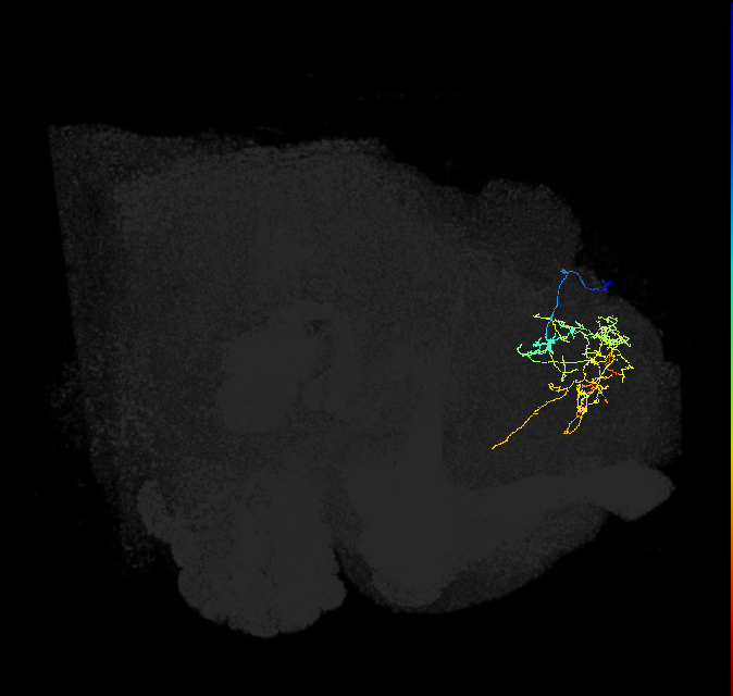 SMP220_R (FlyEM-HB:481427934)