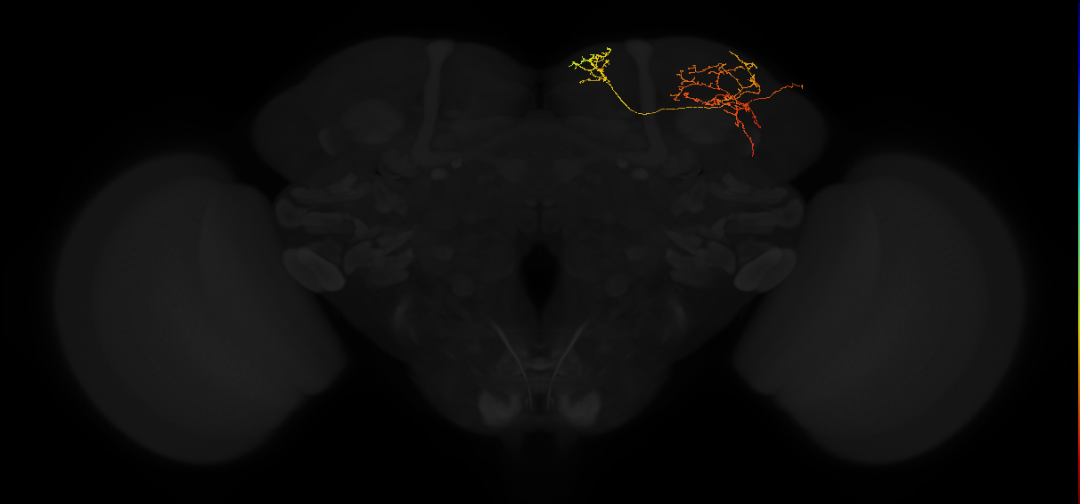 adult superior medial protocerebrum neuron 225