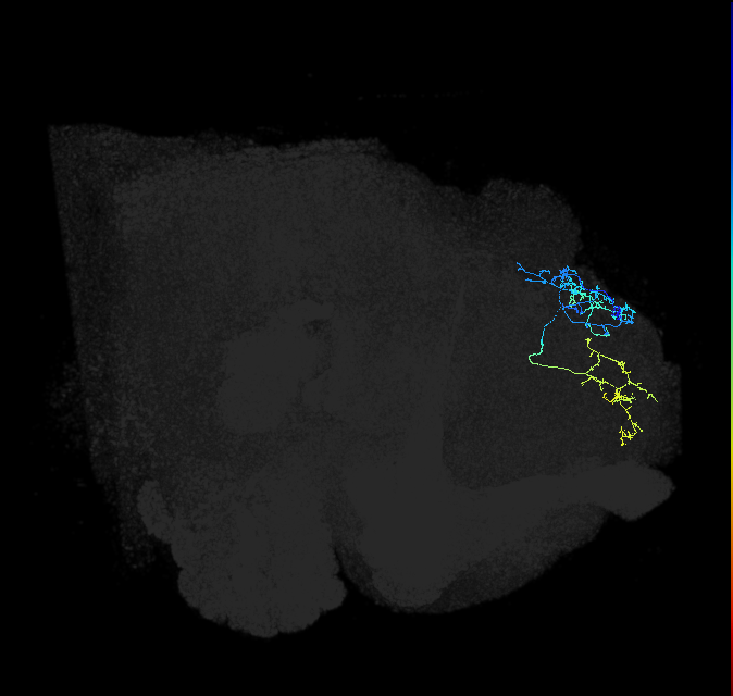 SMP225_R (FlyEM-HB:356835277)