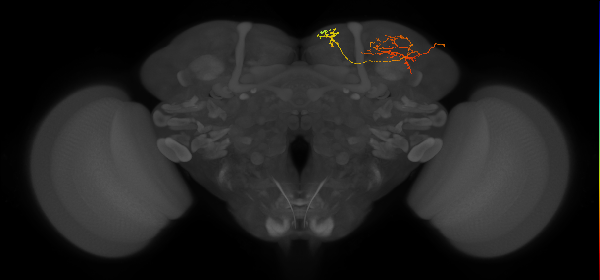 SMP225_R (FlyEM-HB:356835277)