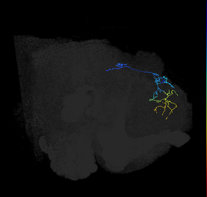 adult superior medial protocerebrum neuron 229