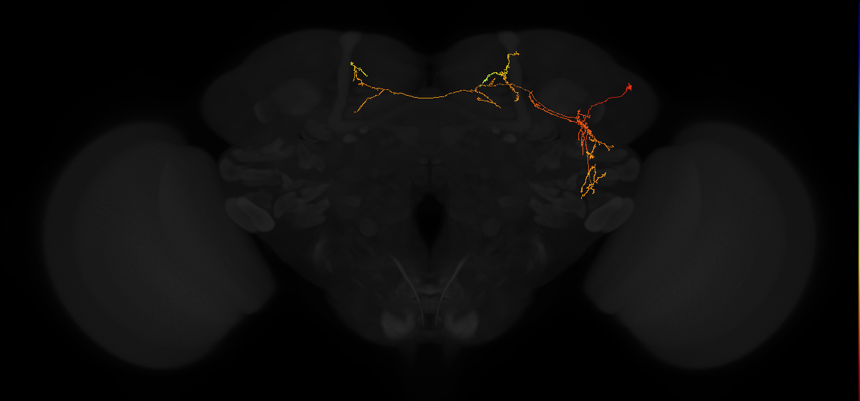 adult superior medial protocerebrum neuron 242
