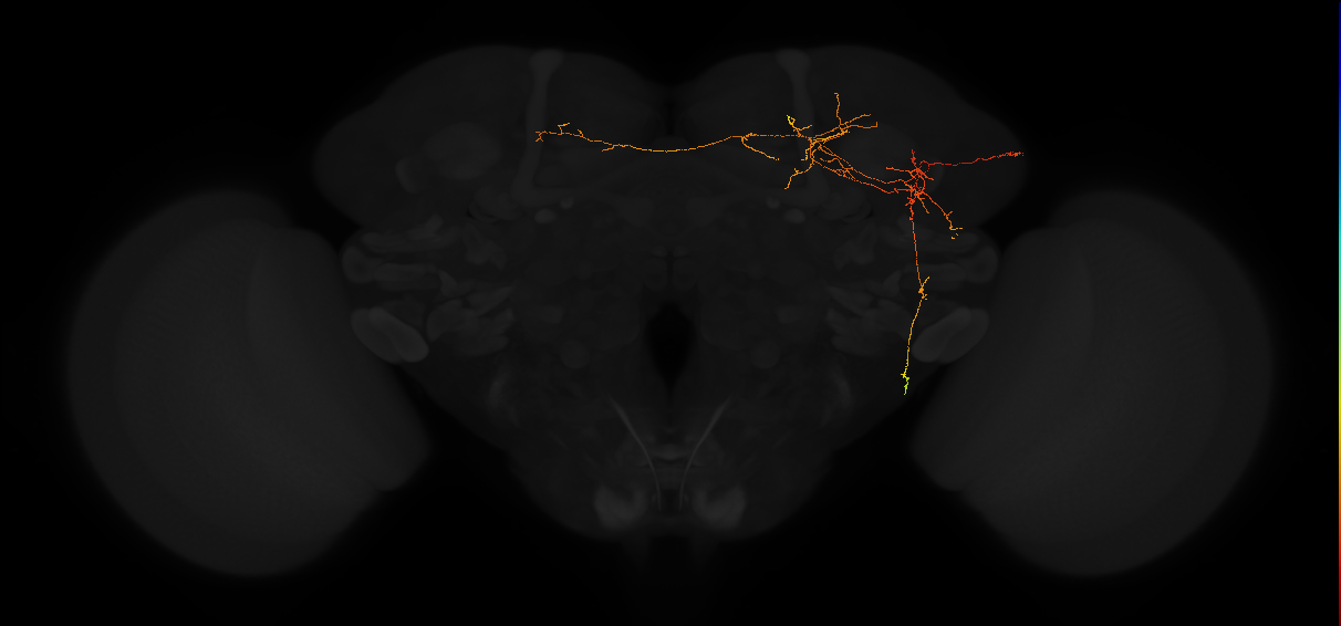 adult superior medial protocerebrum neuron 243