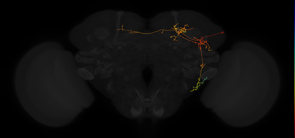 adult superior medial protocerebrum neuron 243