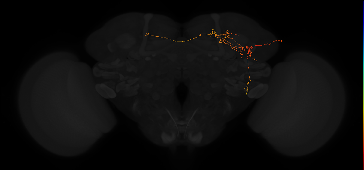 adult superior medial protocerebrum neuron 244