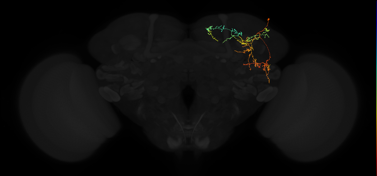adult superior medial protocerebrum neuron 245