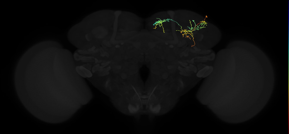 adult superior medial protocerebrum neuron 246