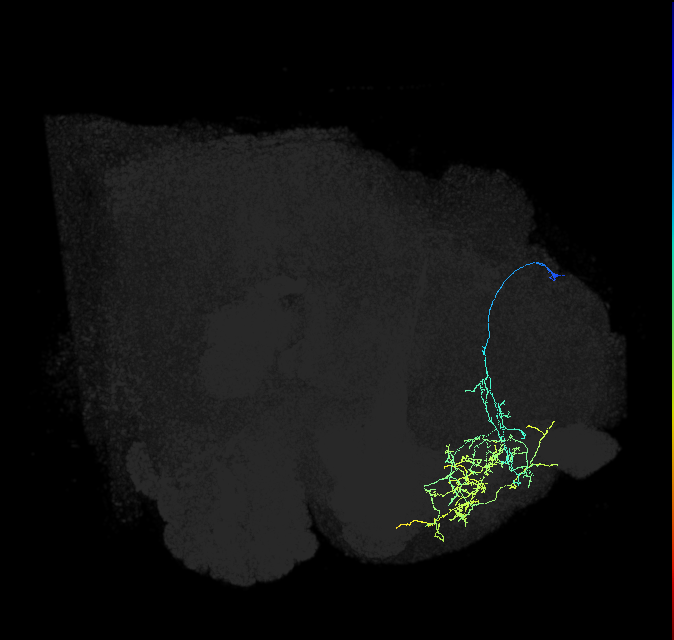 adult superior medial protocerebrum neuron 247