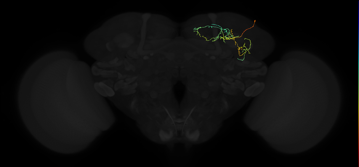 adult superior medial protocerebrum neuron 248