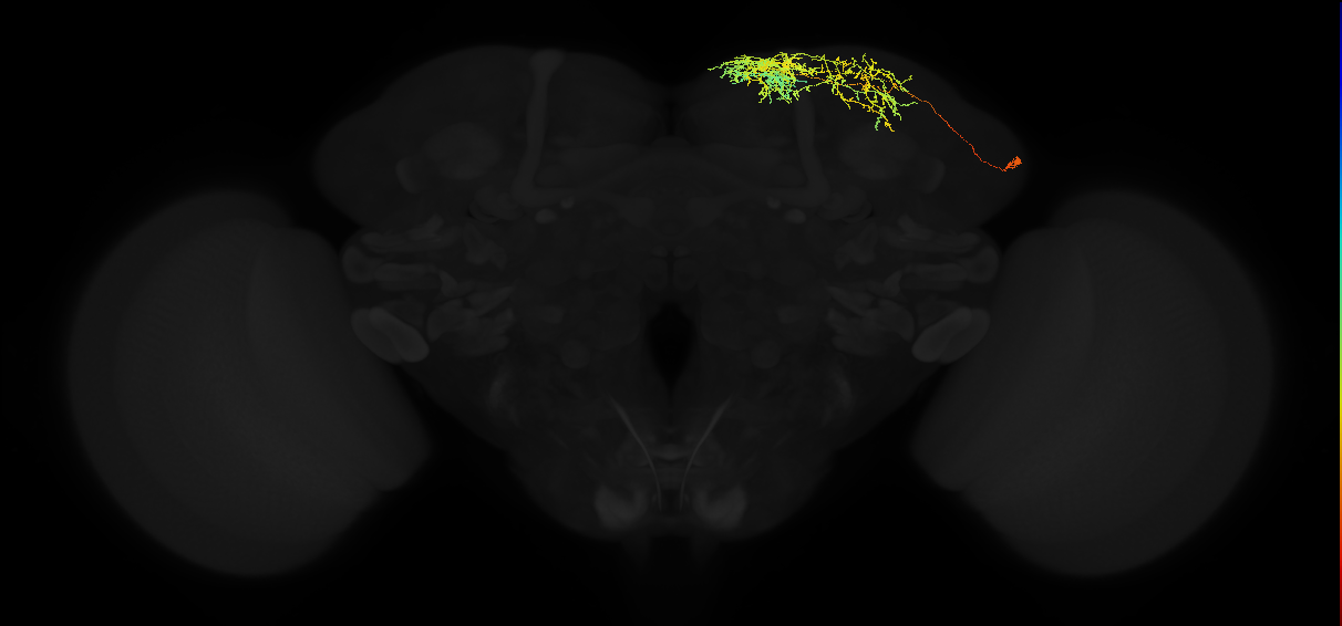 adult superior medial protocerebrum neuron 250