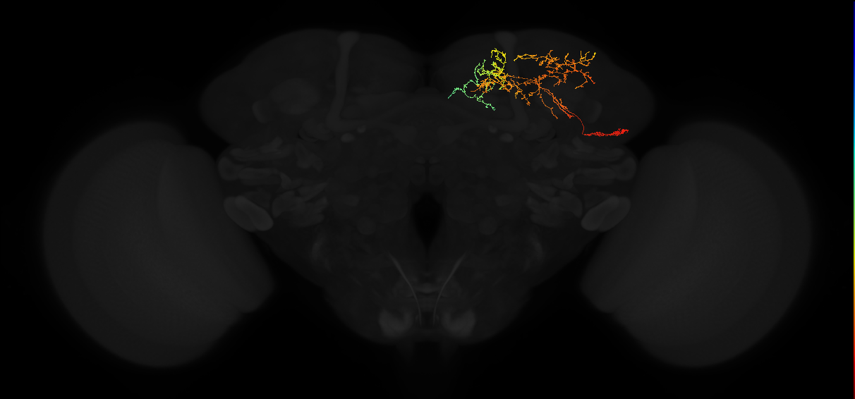 adult superior medial protocerebrum neuron 257