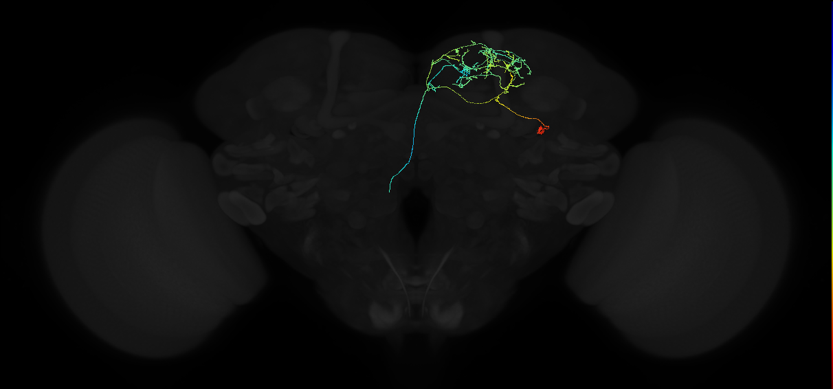 adult superior medial protocerebrum neuron 258