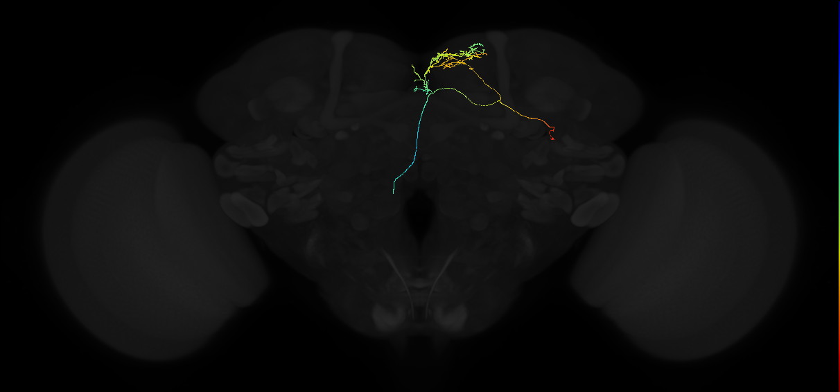 adult superior medial protocerebrum neuron 261