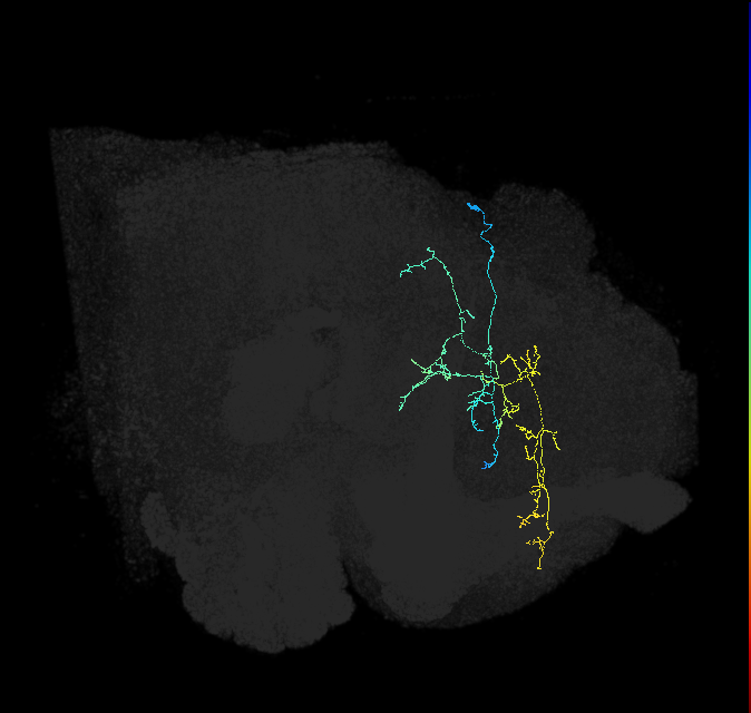 adult superior medial protocerebrum neuron 266
