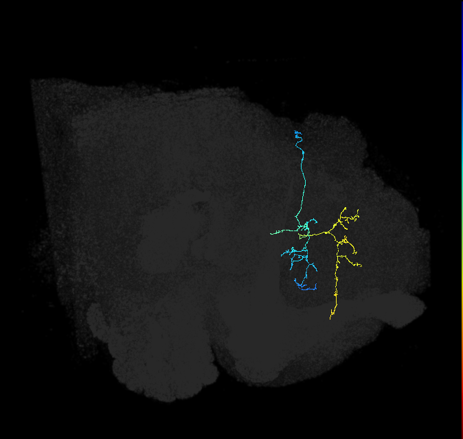 adult superior medial protocerebrum neuron 268