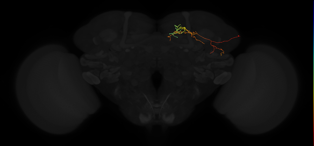 adult superior medial protocerebrum neuron 270