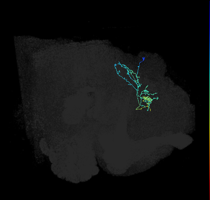 SMP279_c_R (FlyEM-HB:760323253)