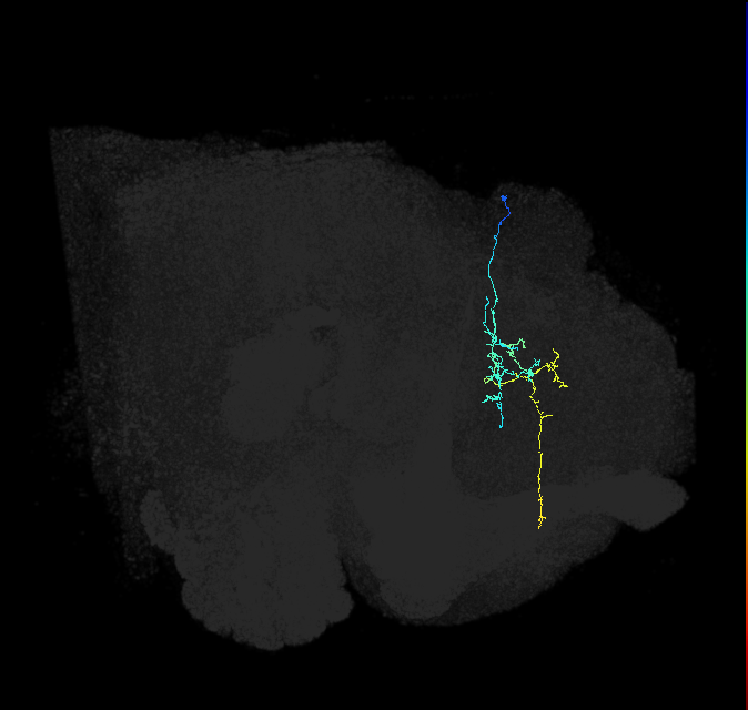 SMP281_R (FlyEM-HB:731071789)