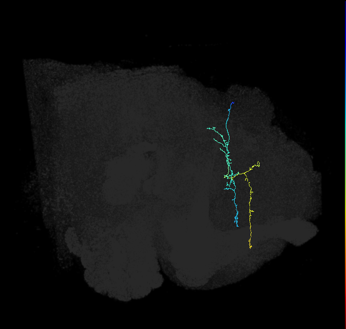 adult superior medial protocerebrum neuron 281