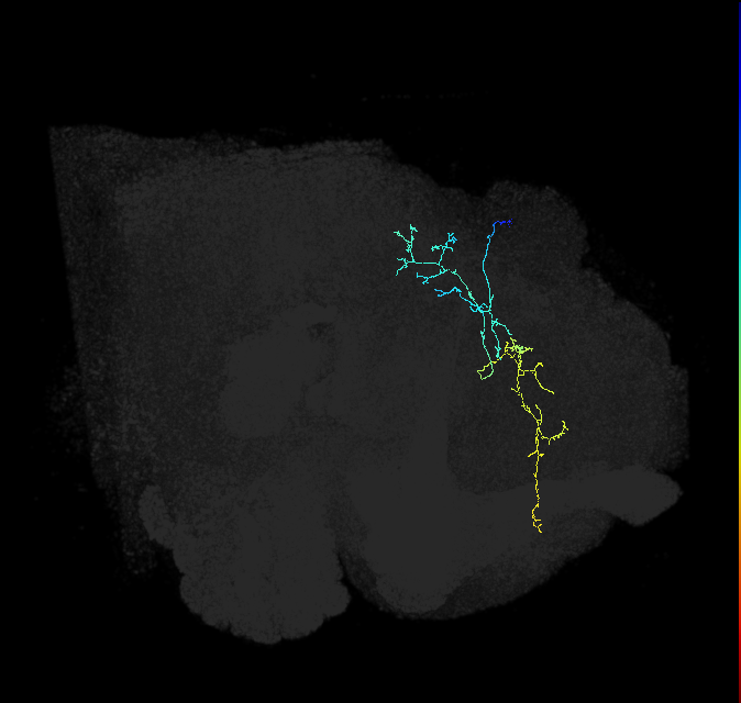SMP282_R (FlyEM-HB:702079135)