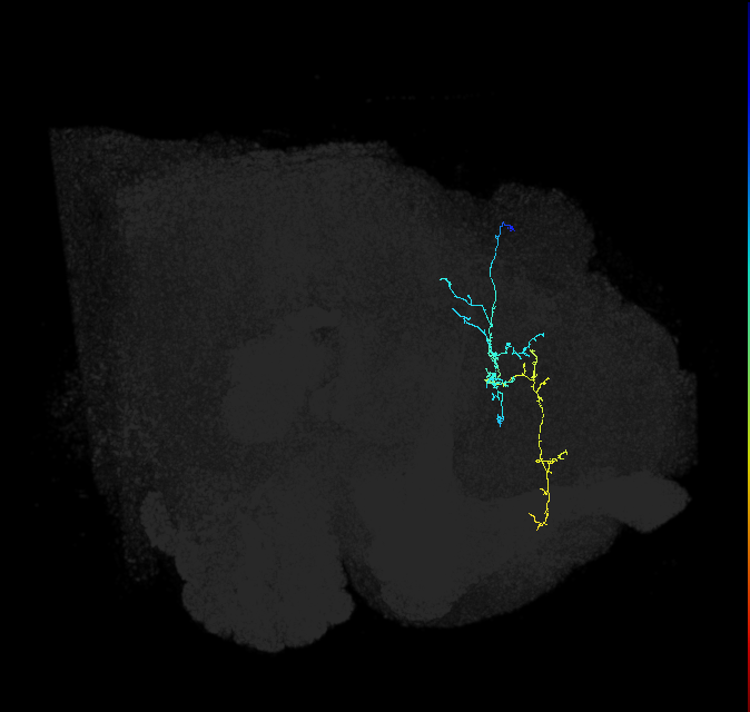 adult superior medial protocerebrum neuron 282