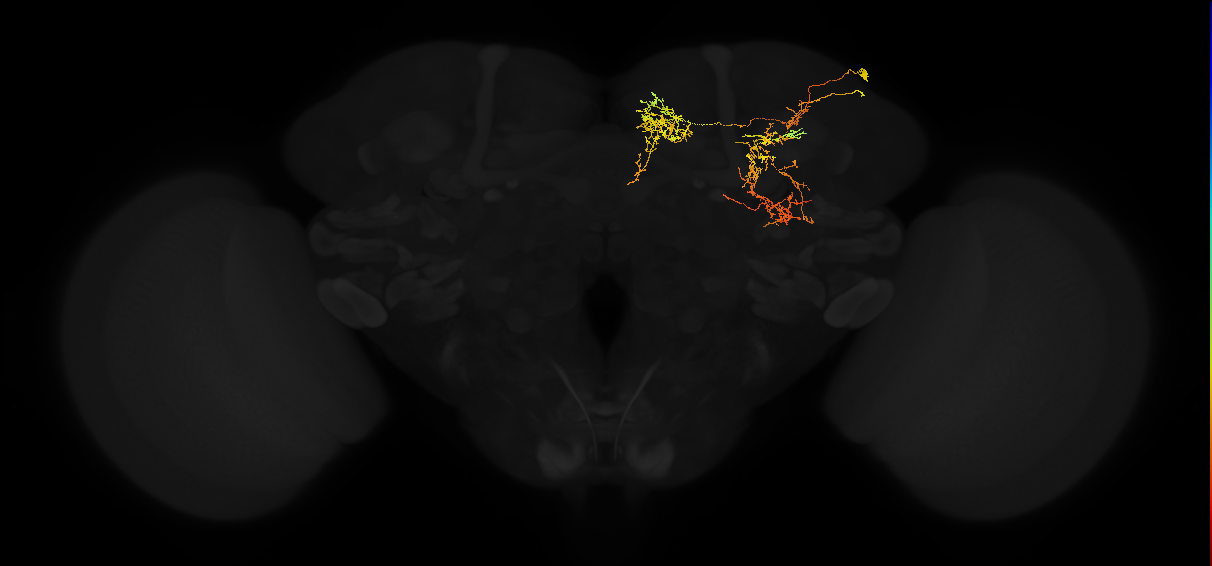 adult superior medial protocerebrum neuron 284