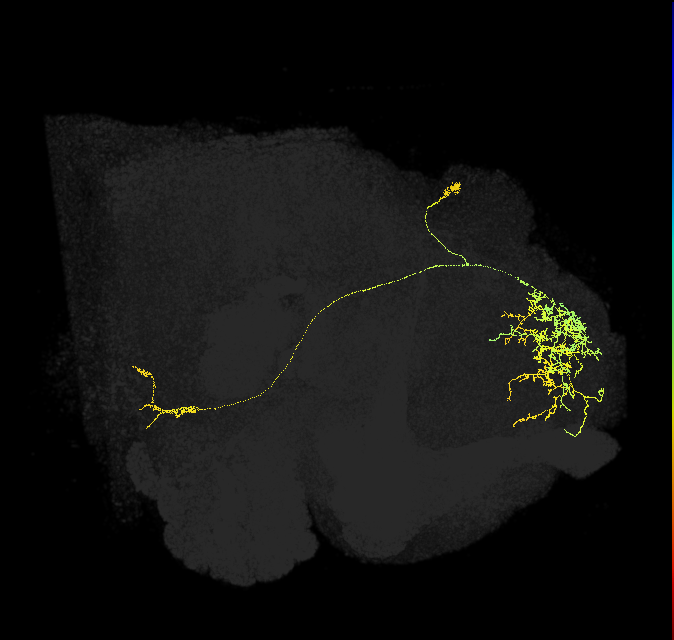 adult superior medial protocerebrum neuron 289