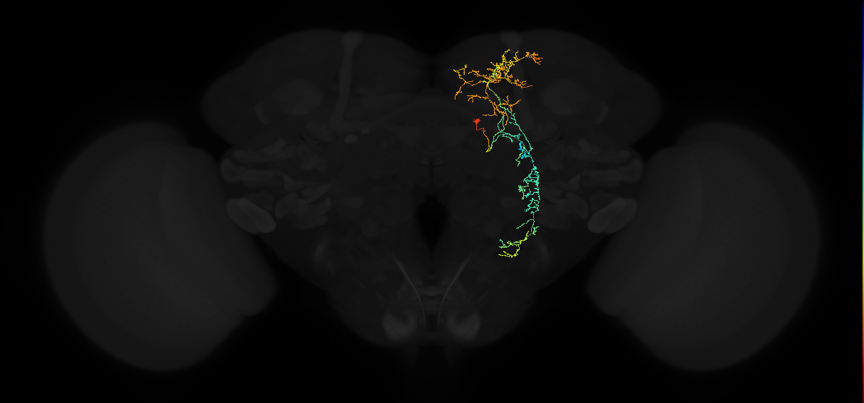 adult superior medial protocerebrum neuron 293