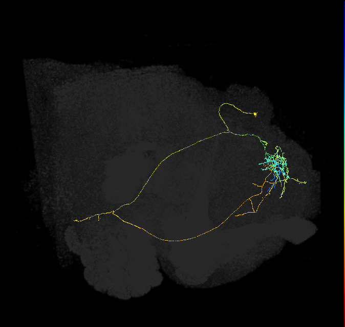 adult superior medial protocerebrum neuron 295