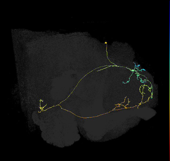 SMP296_R (FlyEM-HB:665552356)